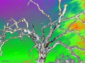 Art Category Psychedelic Nature Wallpaper Image Green Purple