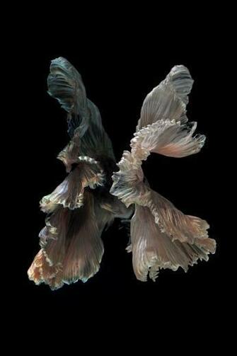 iPhone 6s Announced With Betta Background Live Tropical Fish