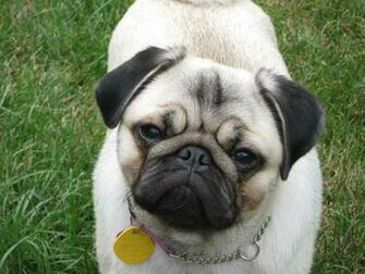 Pug Puppy Cute The Dog Wallpaper Best Gallery