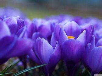 Happy Spring Desktop Pc And Mac Wallpaper Alhomat Magz