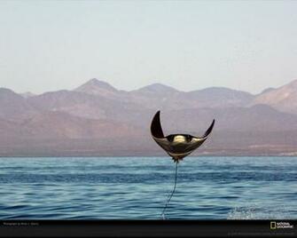 Manta Ray Wallpaper