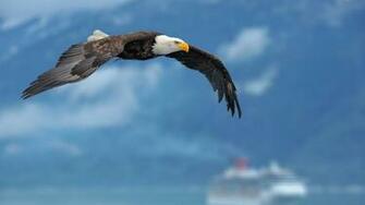Flying Bald Eagle Wallpaper