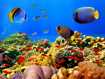 Fish Scene Wallpaper HD Blue Water Tropical