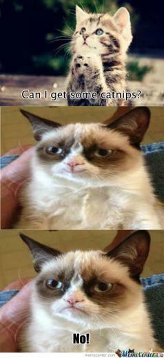 Grumpy Cat Captions Funny Wallpaper Pictures Image And