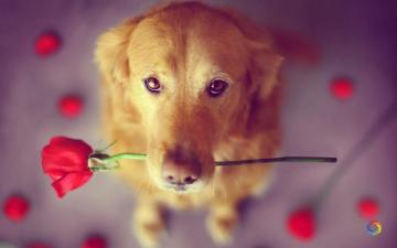 Beautiful Dog HD Wallpaper