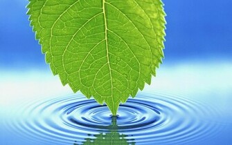 The Green Leaf Wallpaper Desktop