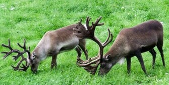 Wallpaper Reindeer HD Games