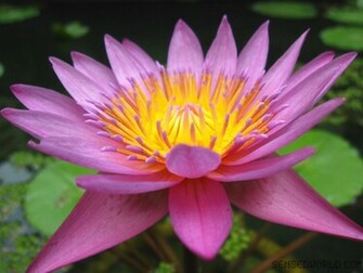 Lotus Flower Wallpaper A2z