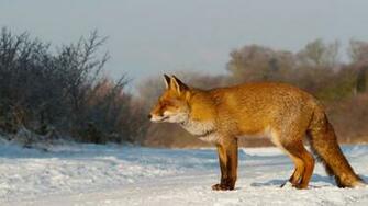 Fox Snow Walk Hunting Wallpaper Background Laptop