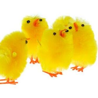 Easter Chick Cartoon