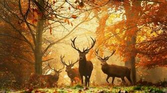 You Can Wild Deer Animal Desktop Wallpaper In Your Computer