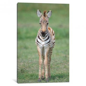 East Urban Home Newborn Burchell S Zebra Foal Ngorongoro