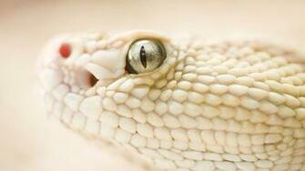Dangerous Snake 1080p HD Wallpaper