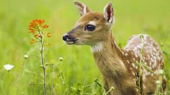 Beautiful And Cute Animals Wallpaper