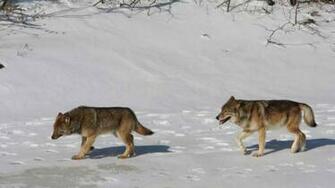More Wolves Coming To Isle Royale National Park Parks