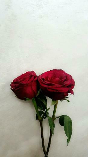 Red Roses Wallpaper iPhone Beautiful