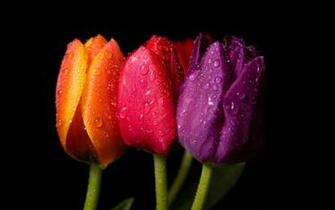 Spring Flowers Wallpaper Background