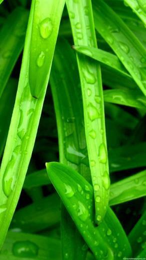 Leaves Water iPhone Wallpaper HD Cute Plus Background