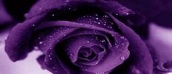 Purple Rose Timeline Covers Wallpaper HD