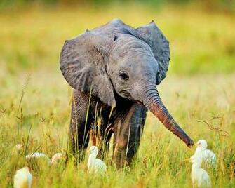 Baby Elephant