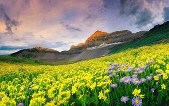 Wallpaper Flowers India National Park Valley Of