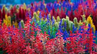 Pics Photos Colorful Flower
