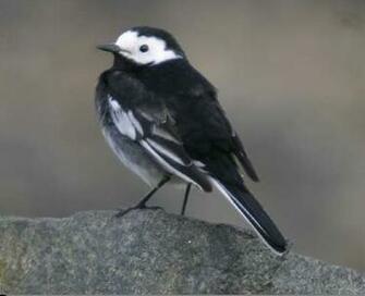 Birds Wallpaper Photos Black And White Bird
