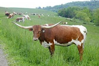 Longhorn Cow Winning Smile