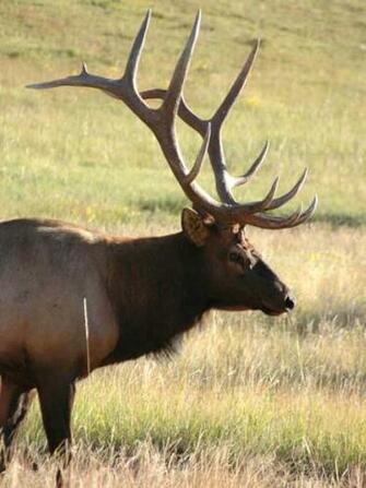 Monster Bull Elk Bugling Image Pictures Becuo