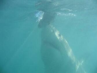 Source Url Smscs Photo Shark Html