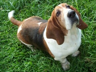 Basset Hound Wallpaper