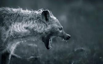 Hyena Wallpaper And Background Image Net