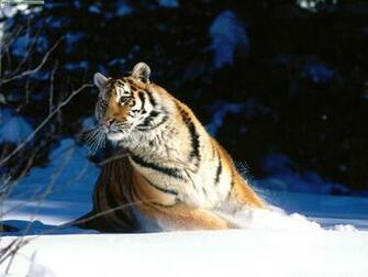 Cat Wallpaper Big Cats