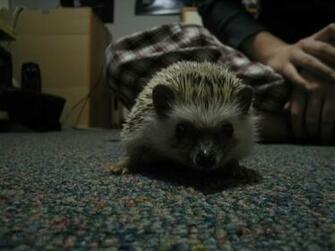 Hedgehog Pictures HD Desktop Wallpaper