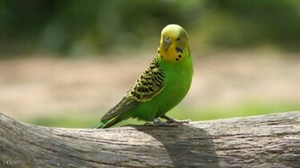Budgerigar Bird Green Sitting Parrot HD Wallpaper Gallery