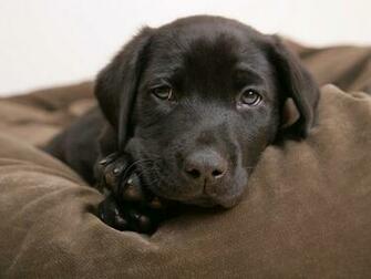 Labrador Wallpaper