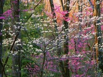 Spring Forest Wallpaper