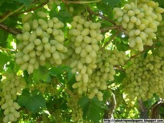 Grape Fruit Desktop Wallpaper Pc
