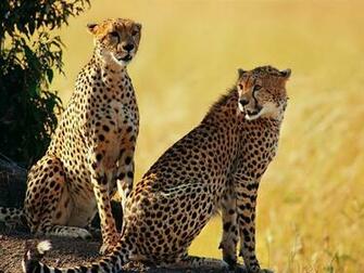 Animals Safaris Safari Amazing Beautiful Animal Pictures