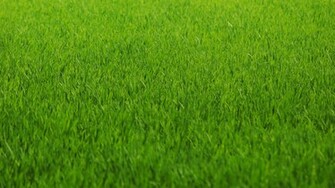 Green Grass Wallpaper Screensavers Ventube