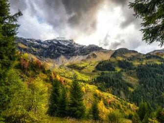 Image Switzerland Interlaken Oberhasli Nature Spruce