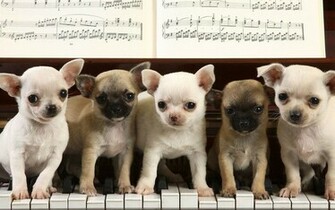 Chihuahua Wallpaper Teddybear64