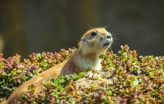 Wallpaper Face Background Vegetation Gopher Image For Desktop