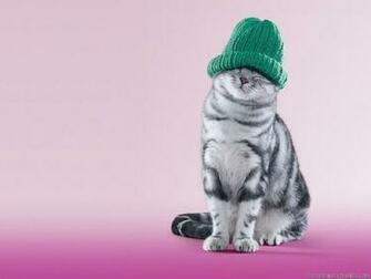 Cat In The Hat Wallpaper