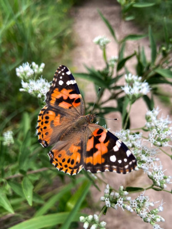 Beautiful Butterfly Wallpaper To Flatter Your Screen