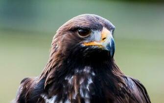 Golden Eagle Wallpaper HD