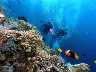 Coral Reef Wallpaper