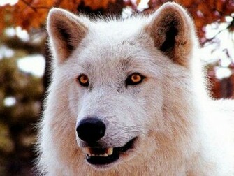 White Wolf Wallpaper For Desktop Background