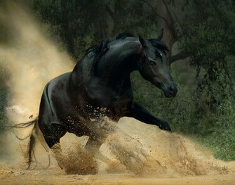 Horse Wallpaper Arabian Beautiful
