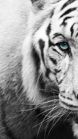 Black And White iPhone Wallpaper